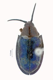   Pseudocallispa  habitus. 